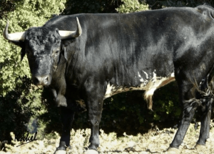 ARNEDO